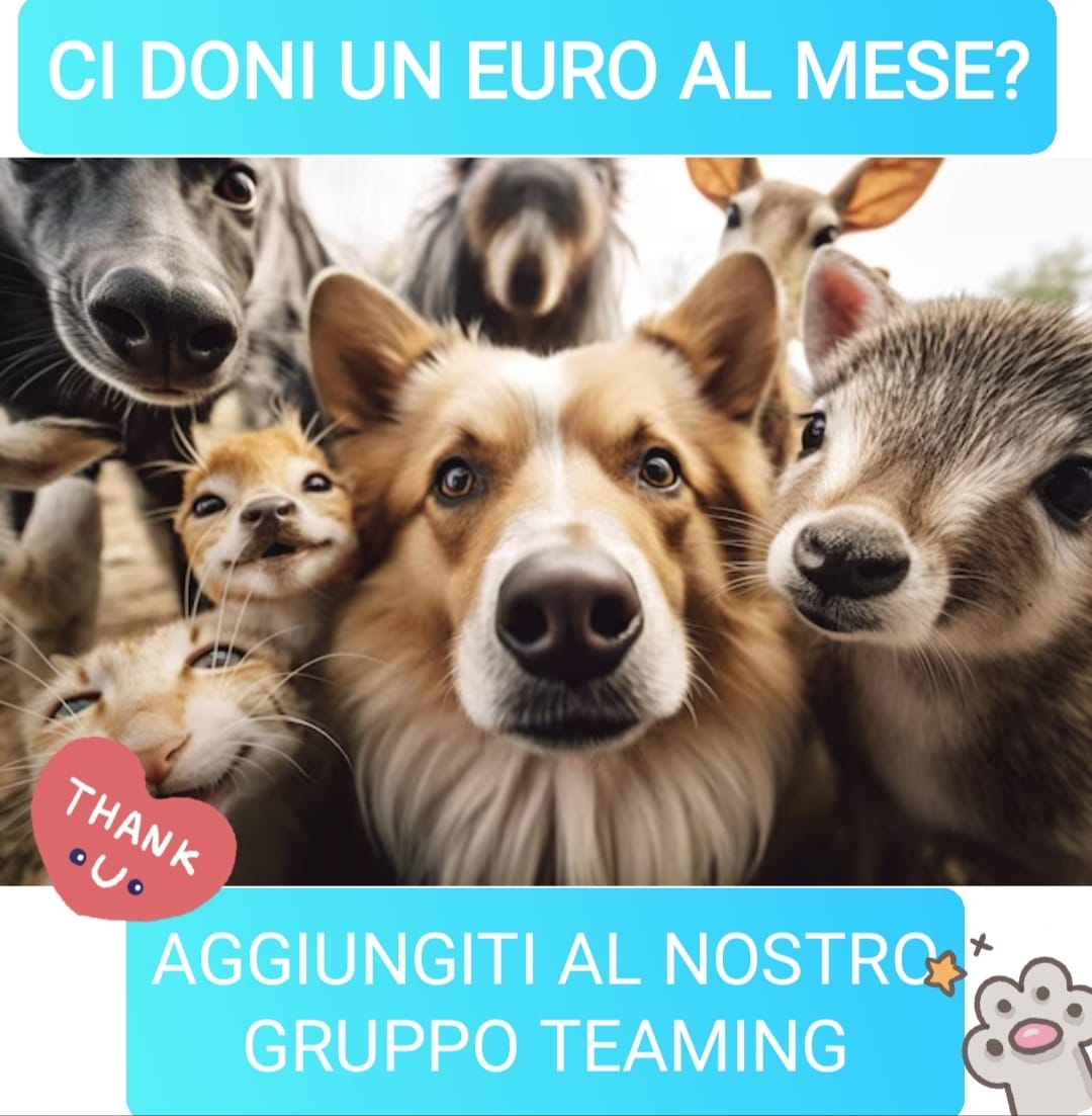 RIFUGIO CANILE PINCO PALLINO CLUB