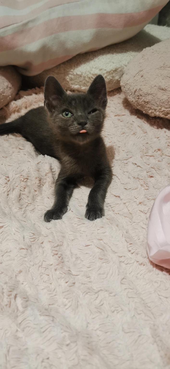 Los Gatetes Justicieros