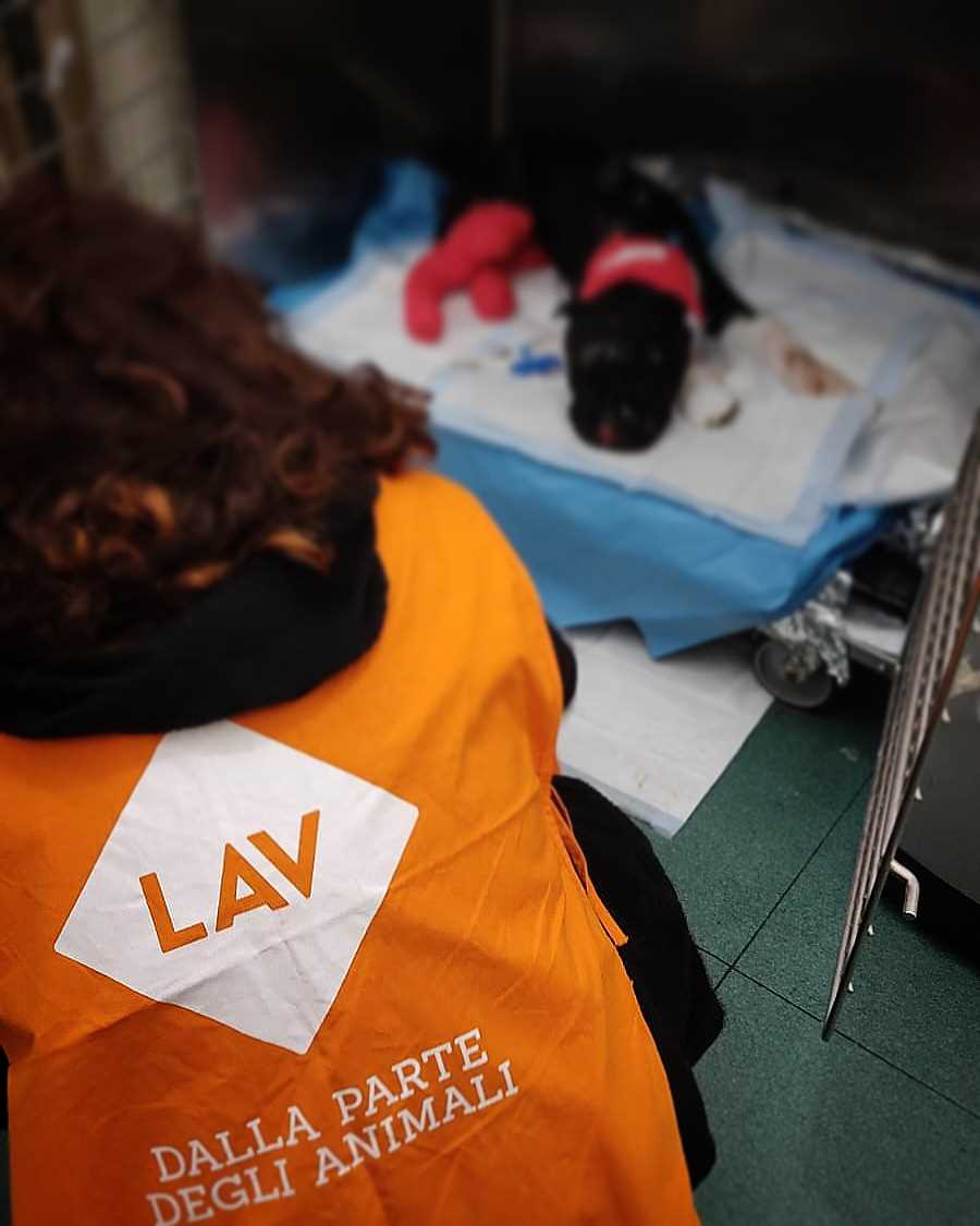 Emergenze animali in difficoltà - LAV Palermo