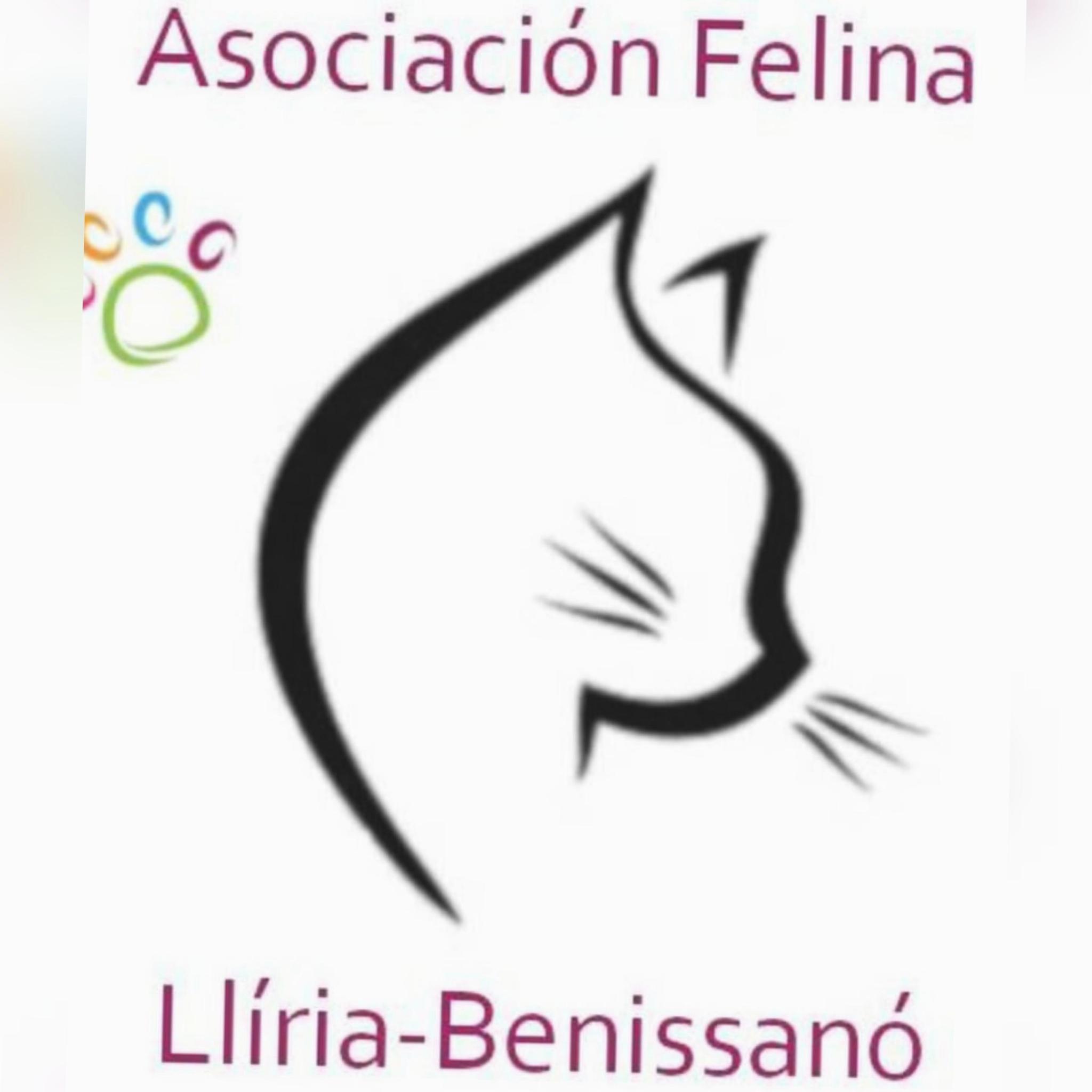 Felinos_edetania