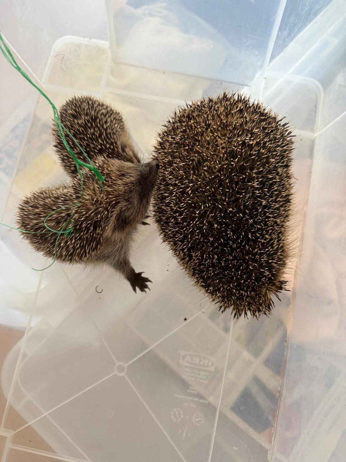 Private Igelhilfe Kleinenbroich