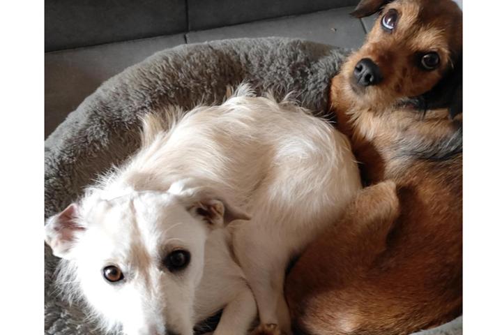 Sandra's Refugio Tierrettung Hunde und Katzen in Spanien