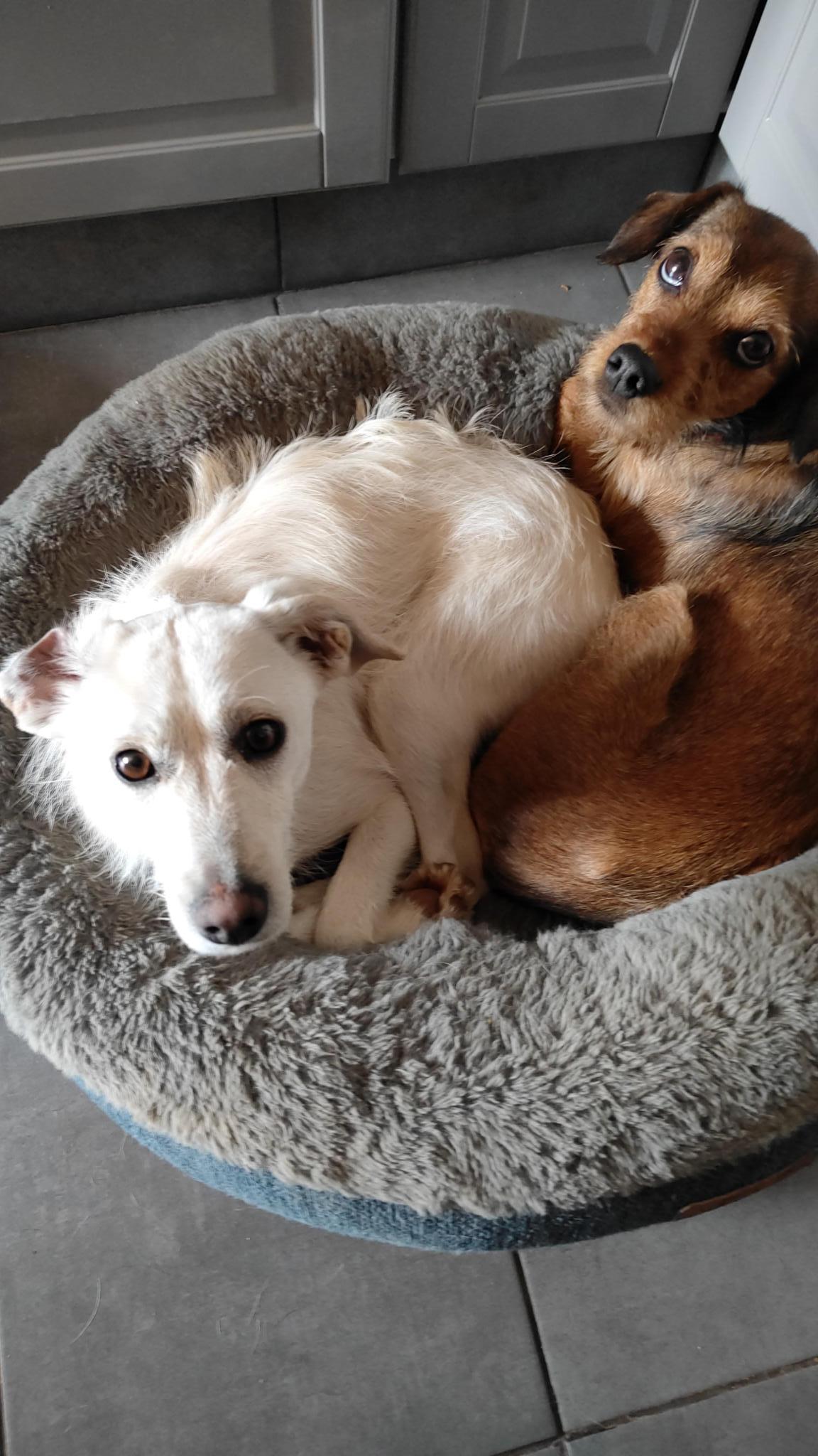 Sandra's Refugio Tierrettung Hunde und Katzen in Spanien