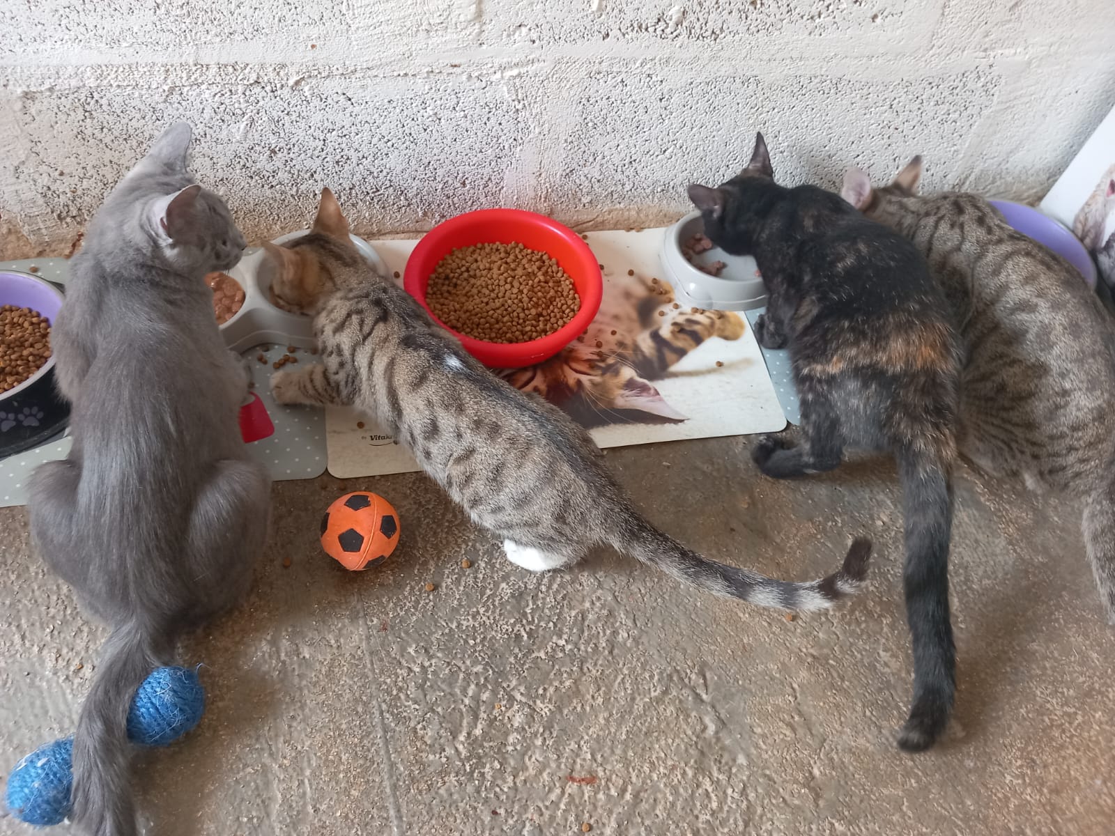 AIUTIAMO I MICI DI FUSA D'AMORE OdV