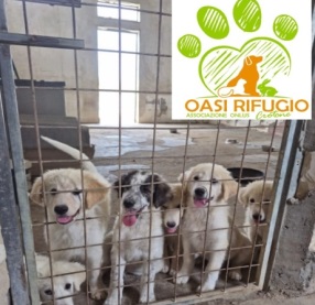 Oasi Rifugio Crotone onlus