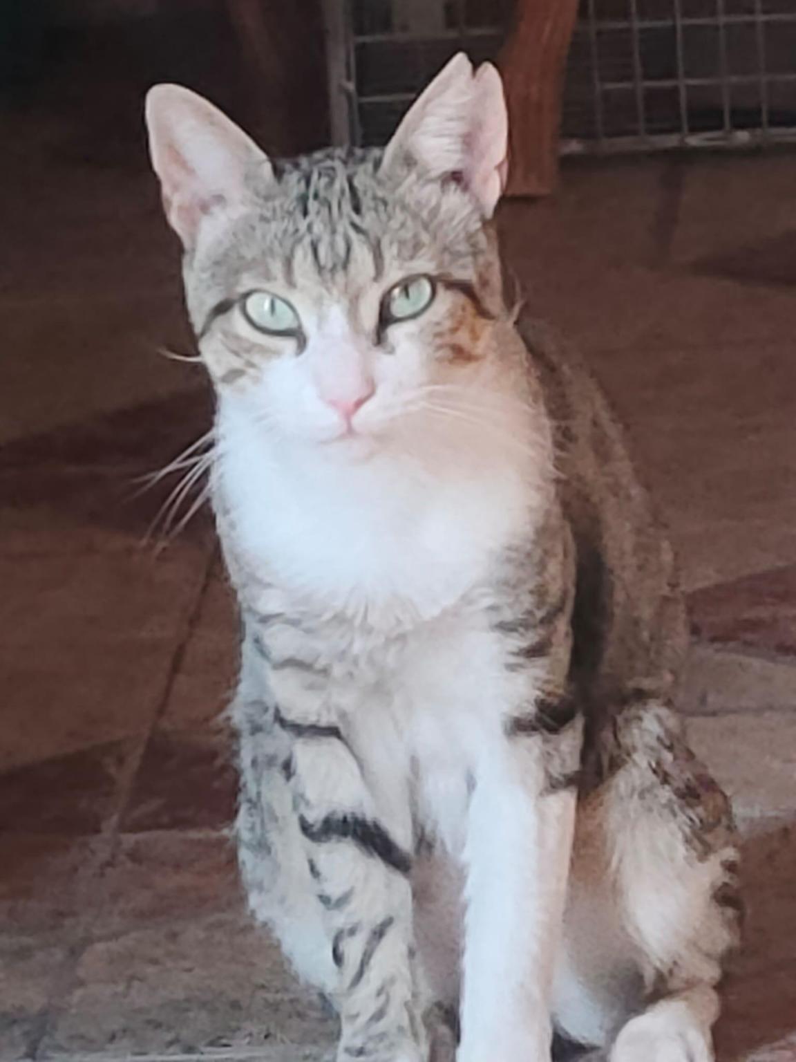 ASOCIACION DE AMIGOS DE LOS GATOS ALMOROX - TOLEDO