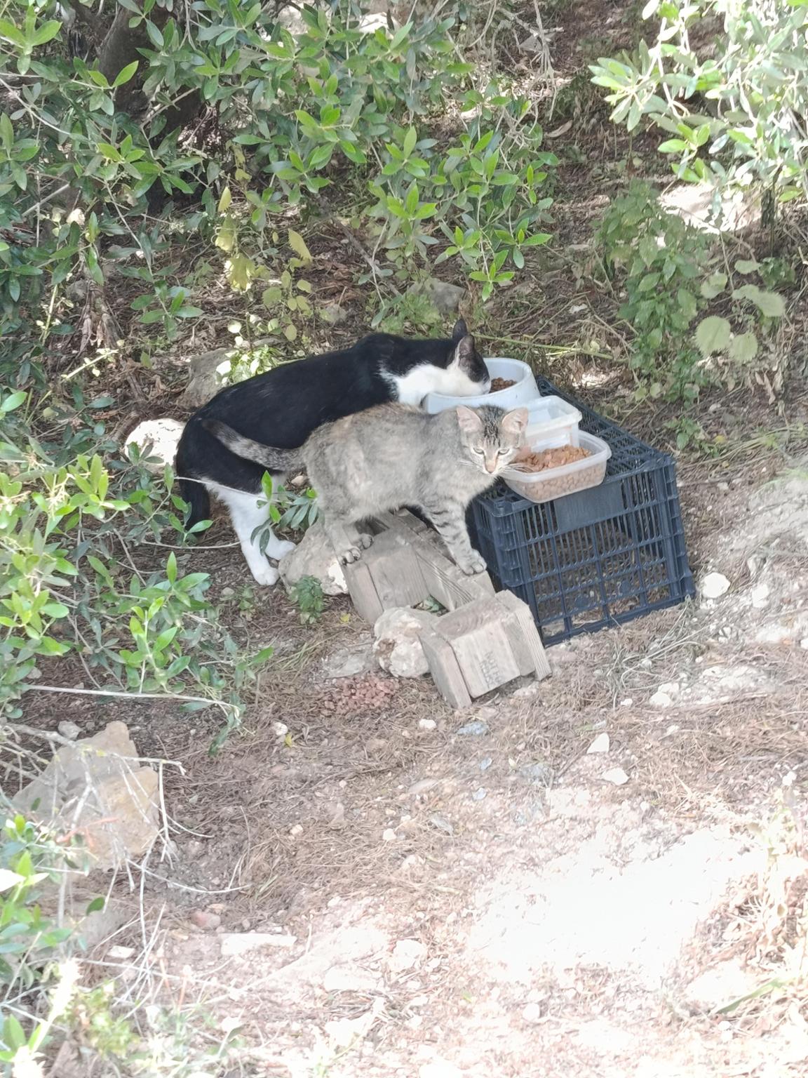 Ayuda gatos callejeros dos hermanas