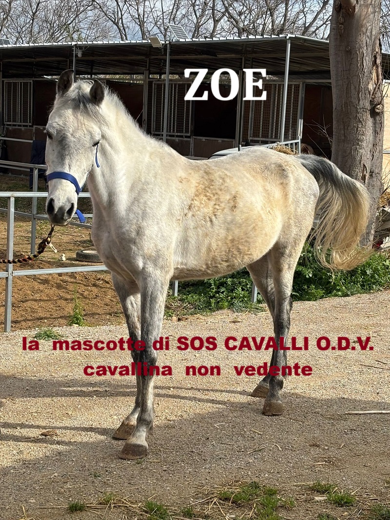 Associazione S.O.S. CAVALLI ONLUS