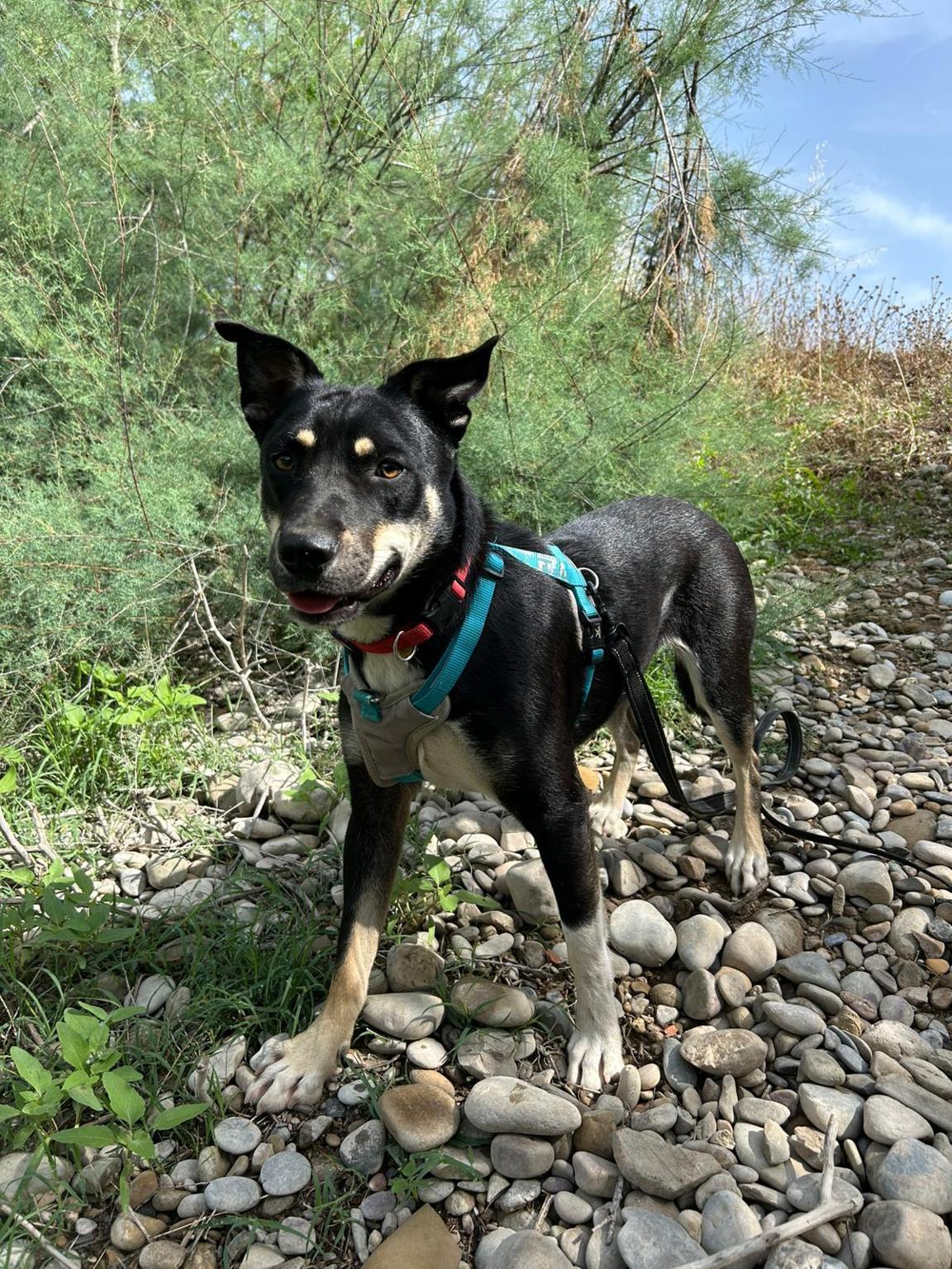 BURGUITOS Bienestar Animal