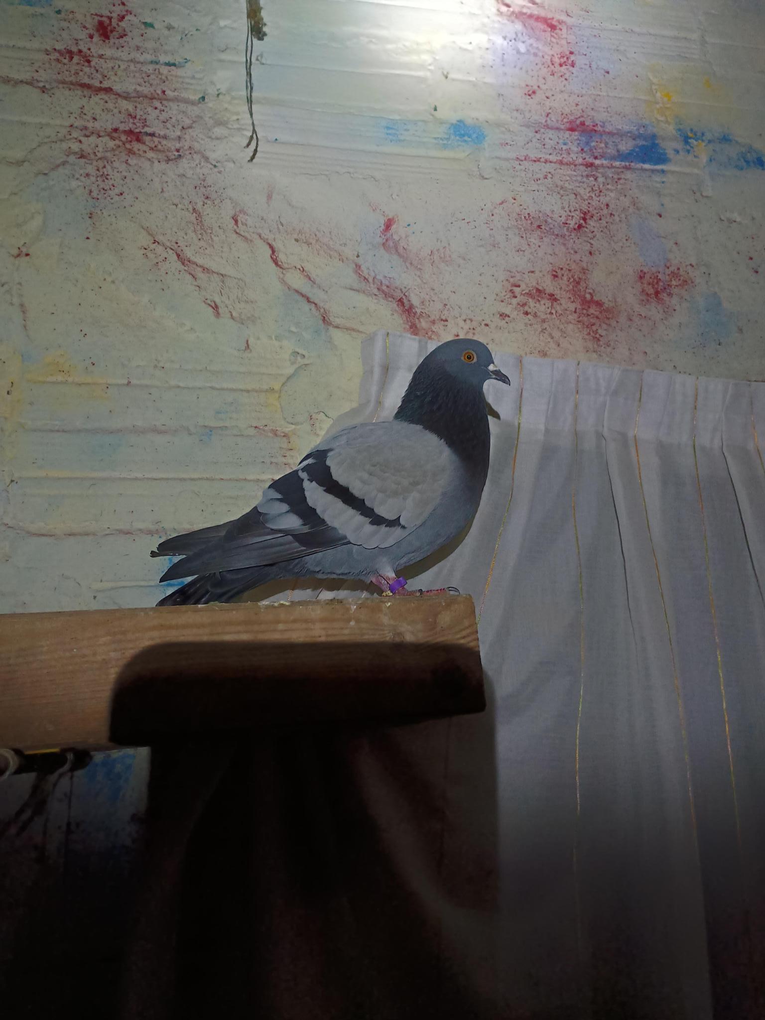 Palomas Bages