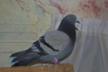 Palomas Bages