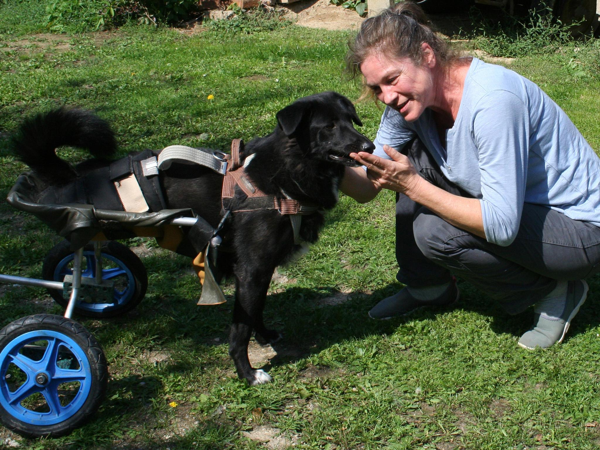 Handicap Dog - Ein gutes Leben trotz Behinderung