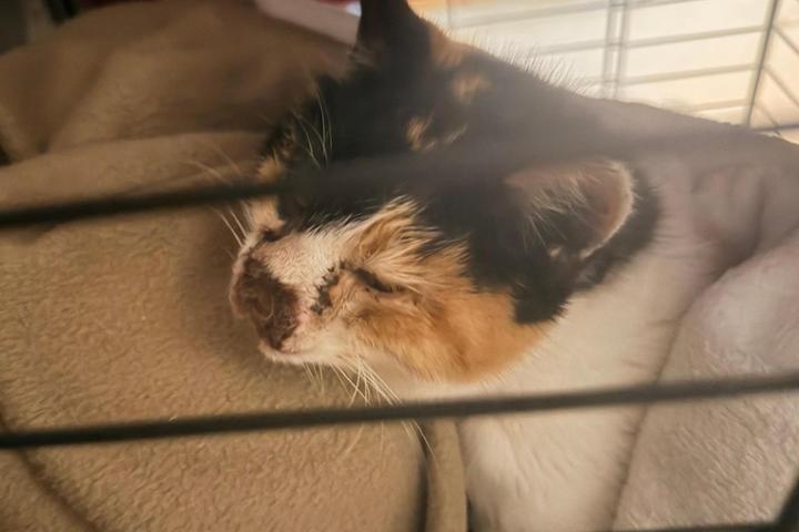 Todos con Mami una gatita con Sarcoma nasal