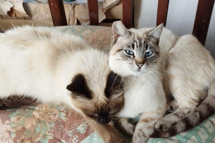 sfi_gatti