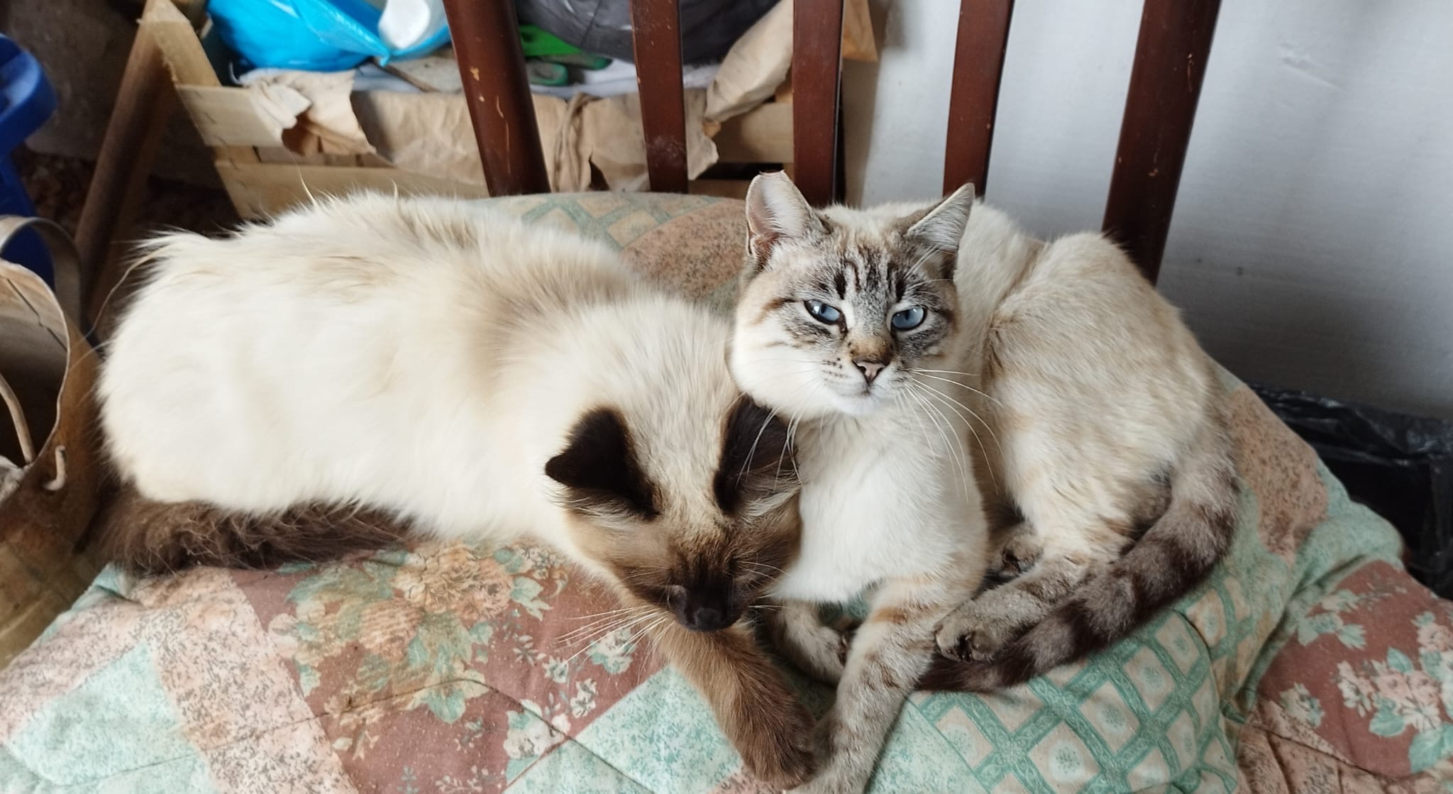 sfi_gatti