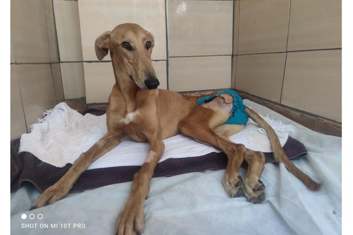 Stichting Dogateers United