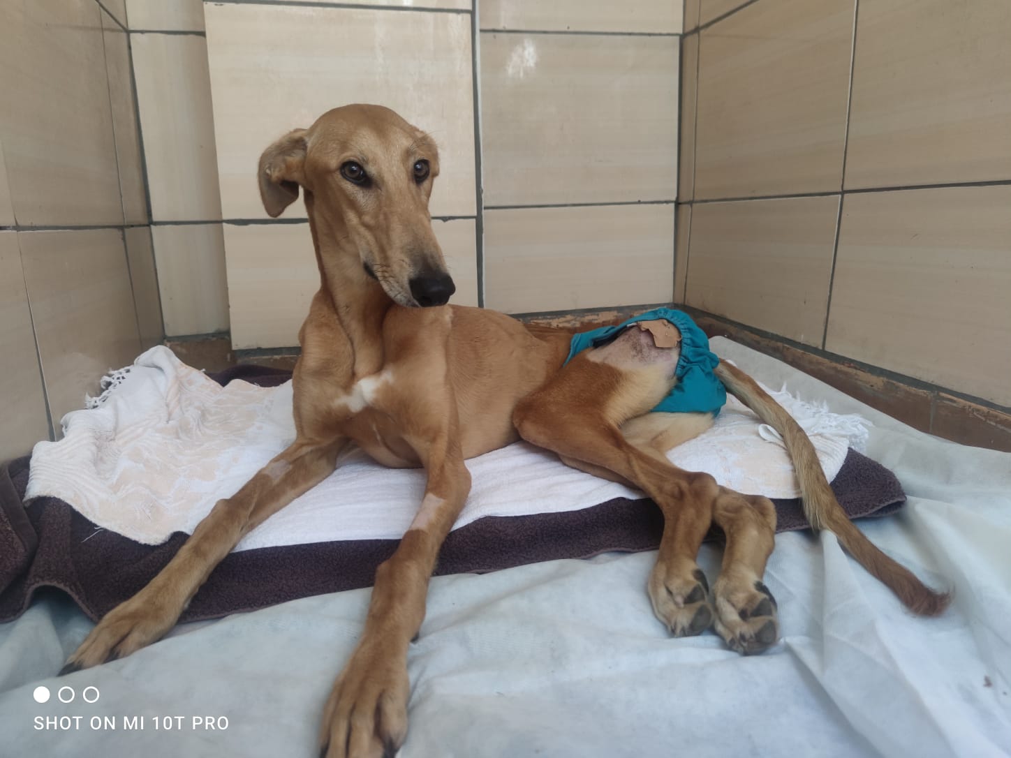 Stichting Dogateers United