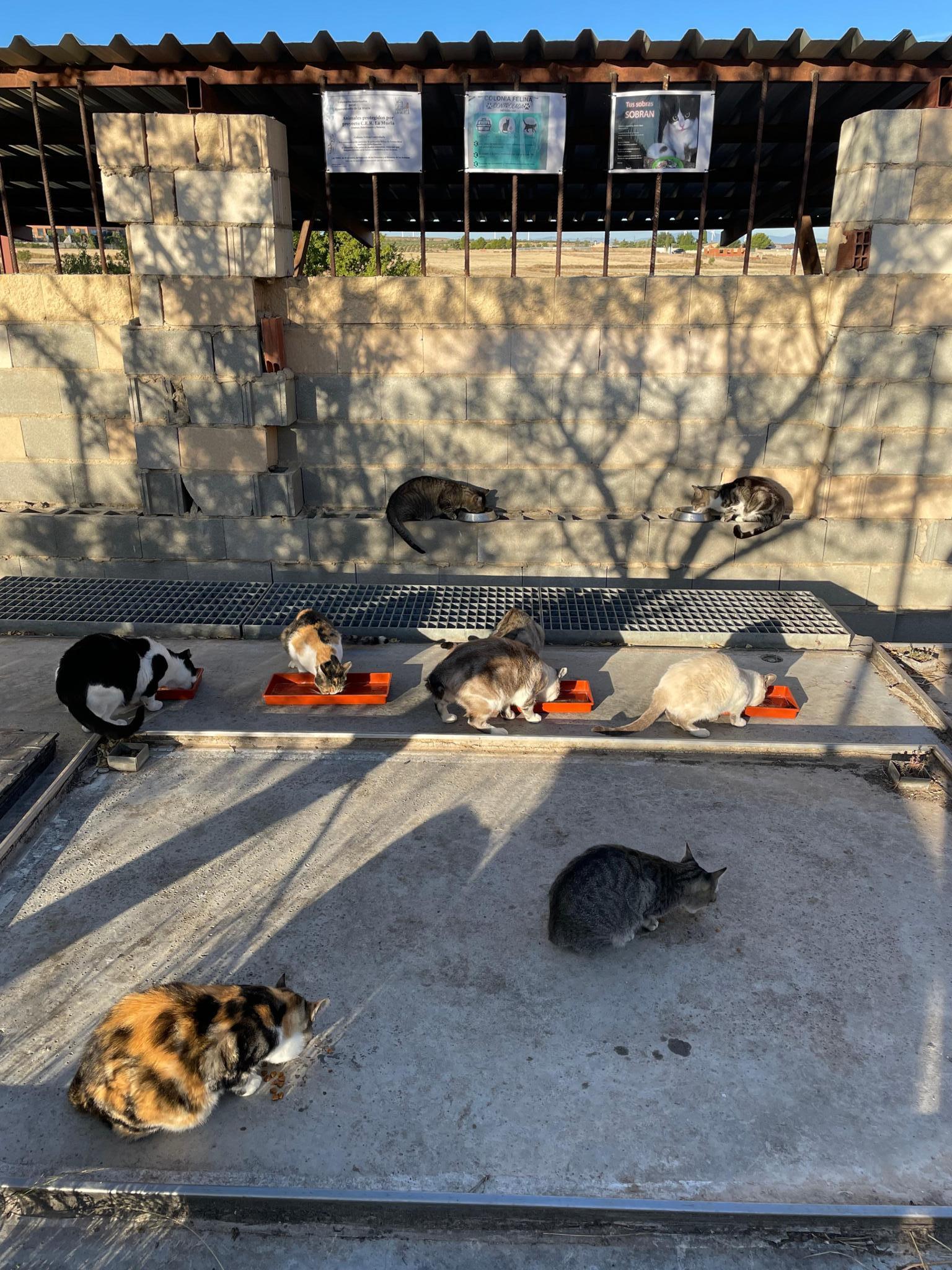 Colonia felina de Karen