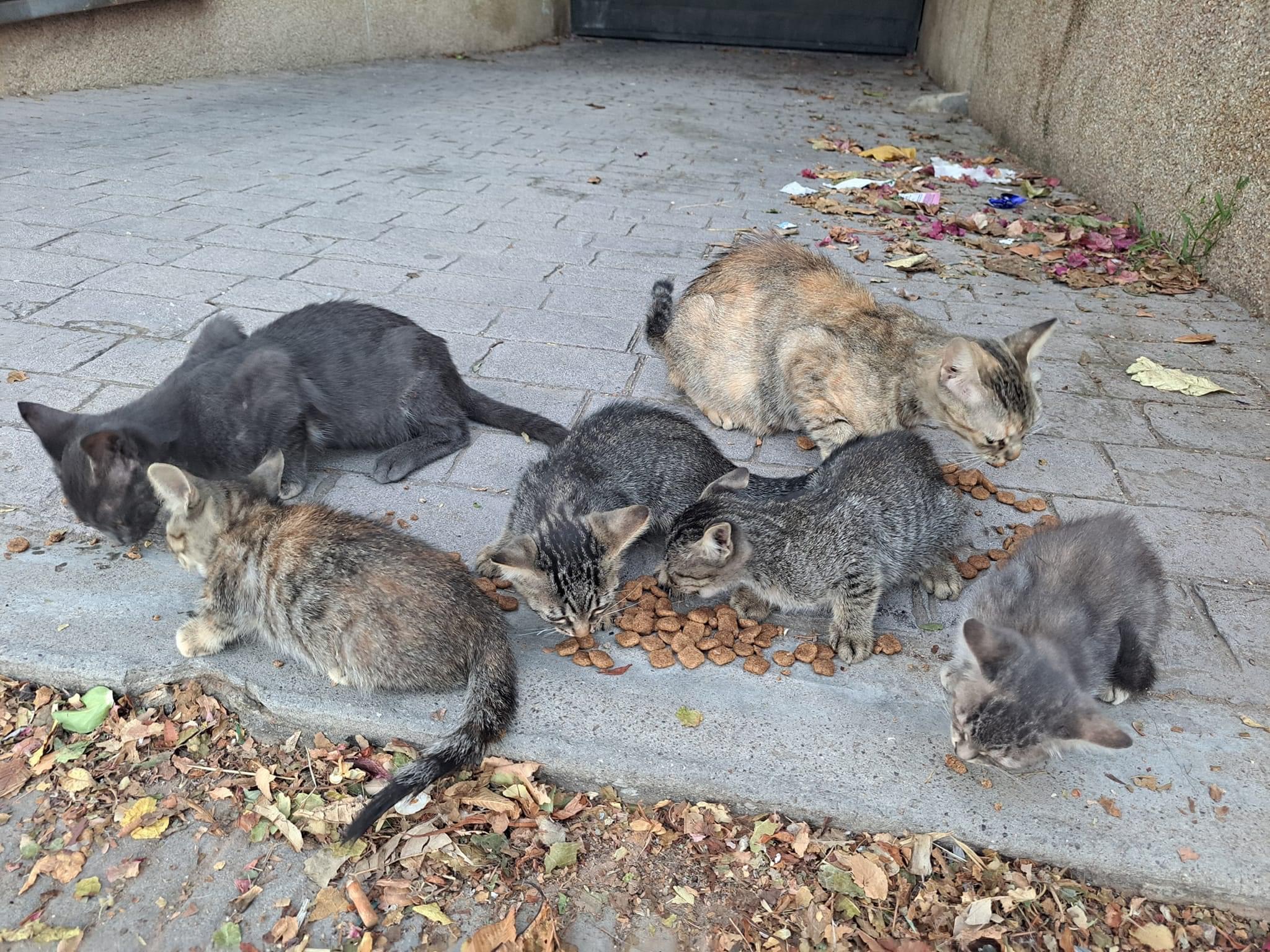 Ayuda para alimento para los gatos ferales callejeros de Calafell