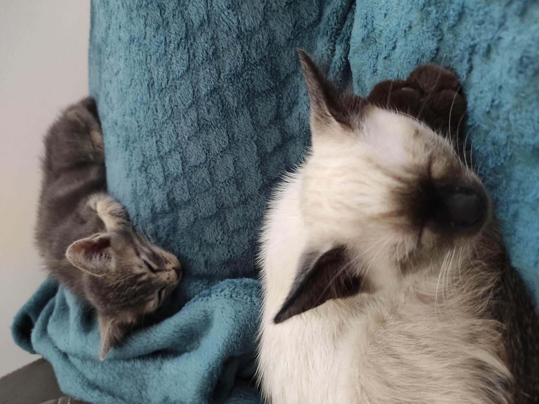 Chats là là