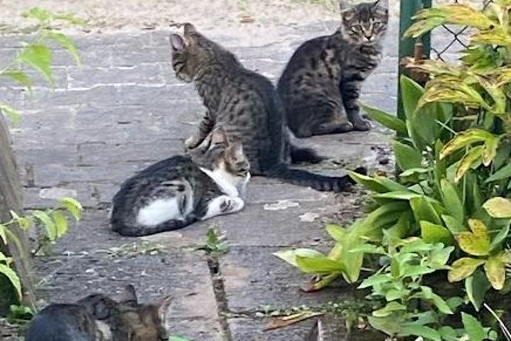 Felina Sicily (e.V.)