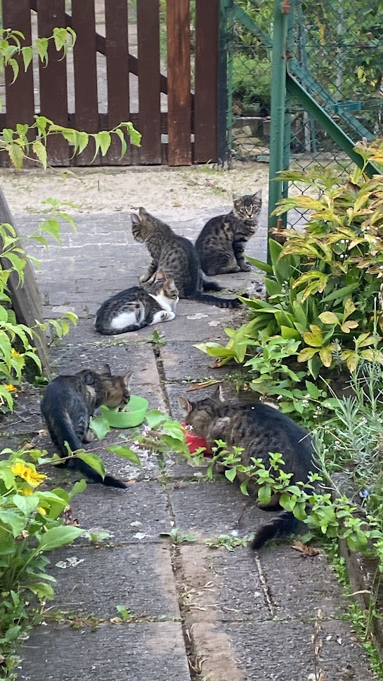 Felina Sicily (e.V.)