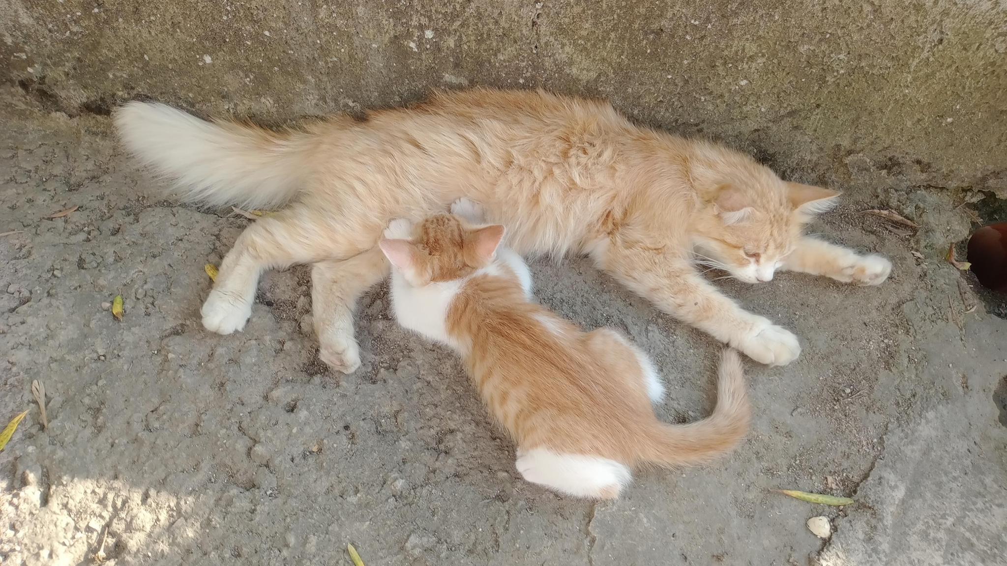 Colonie feline Romana(SS)