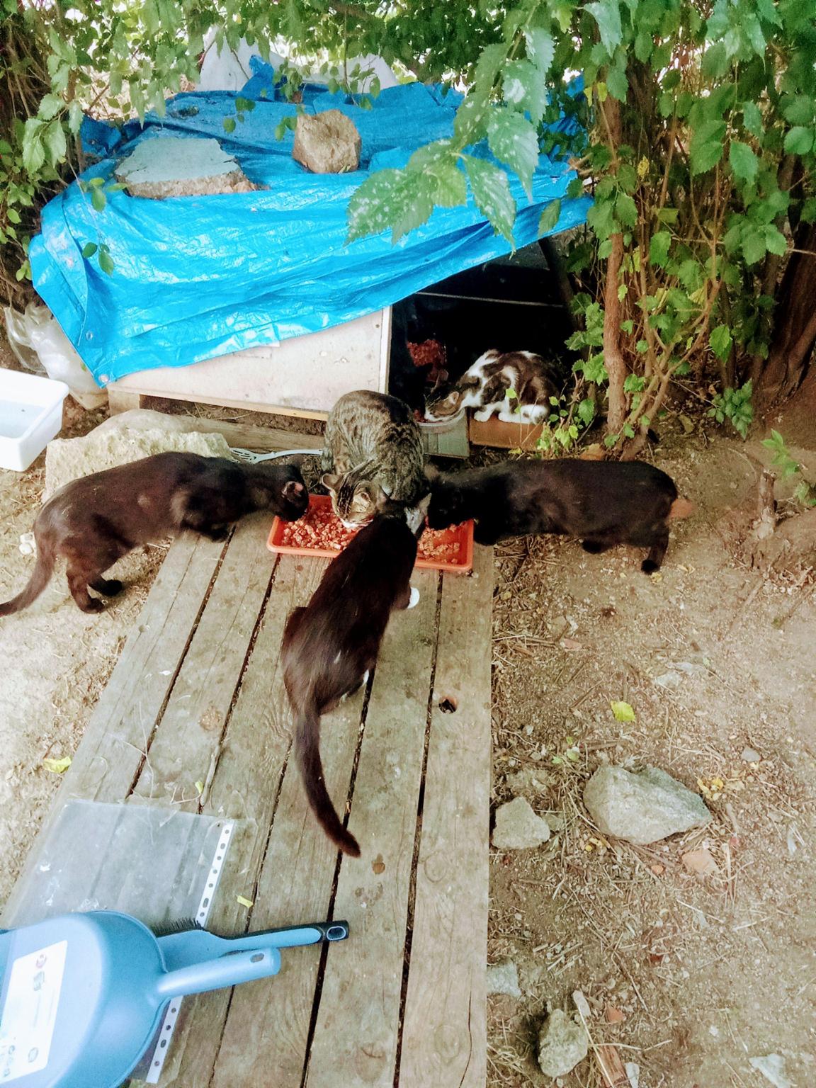 La pandilla Gatuna De Guadarrama