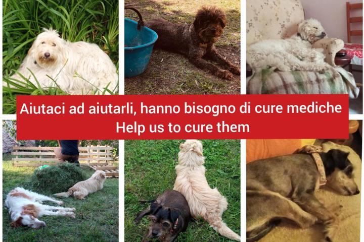 Un aiuto per i cani anziani