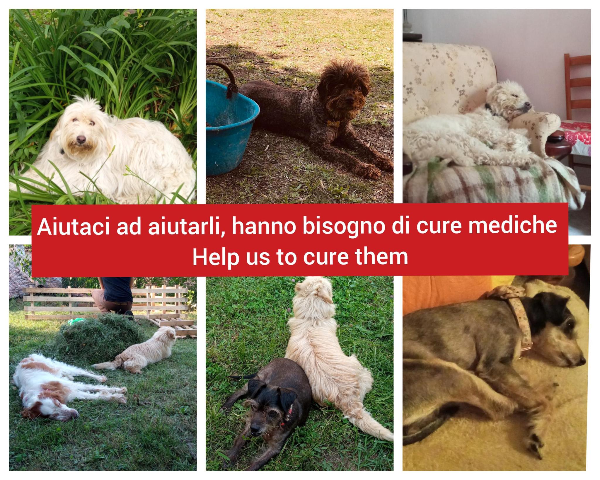 Un aiuto per i cani anziani
