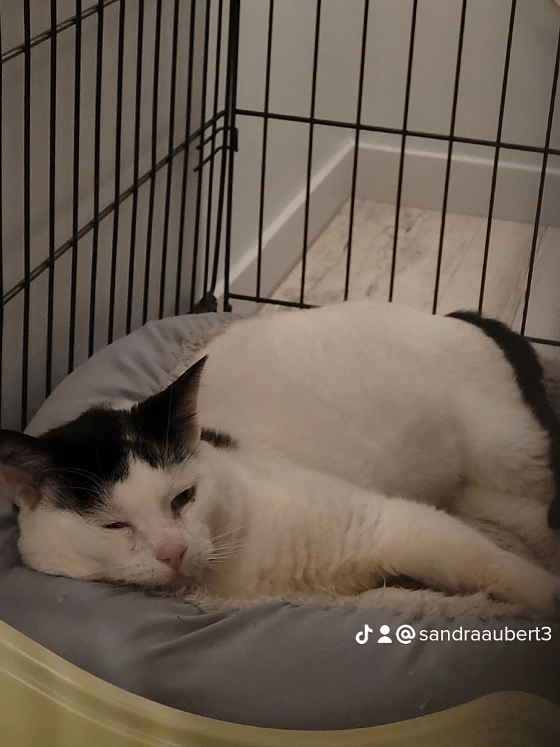 Bouba