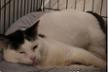 Bouba