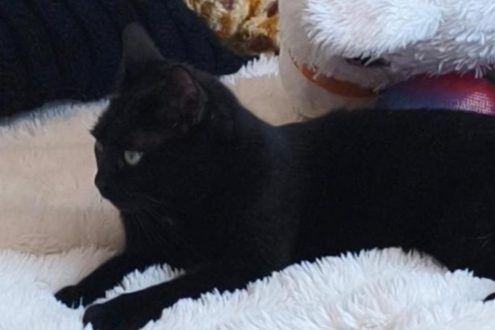 Sos chatons perchés