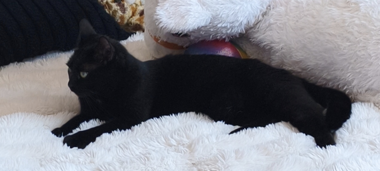 Sos chatons perchés