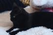 Sos chatons perchés