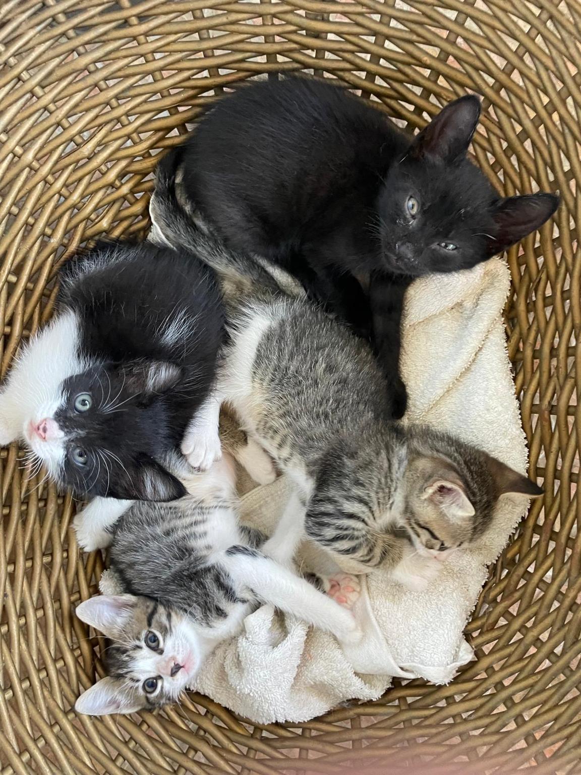 L’arcobaleno di Lucy e Grigina