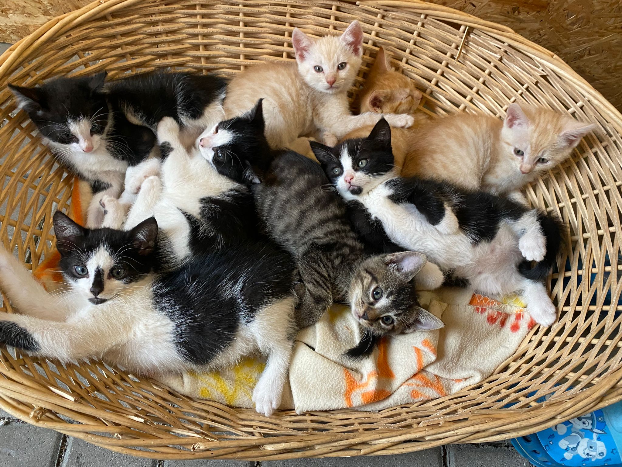 Ein Herz für Streuner Nordhausen e. V.