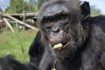 MONA Foundation, primates shelter MONA Foundation, primates shelter