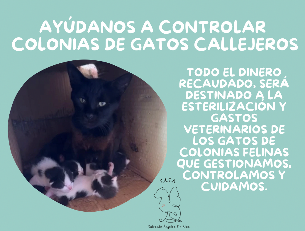 C.E.S. S.A.S.A.