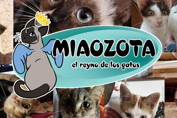 Recaudación mensual para comprar suministros para Miaozota