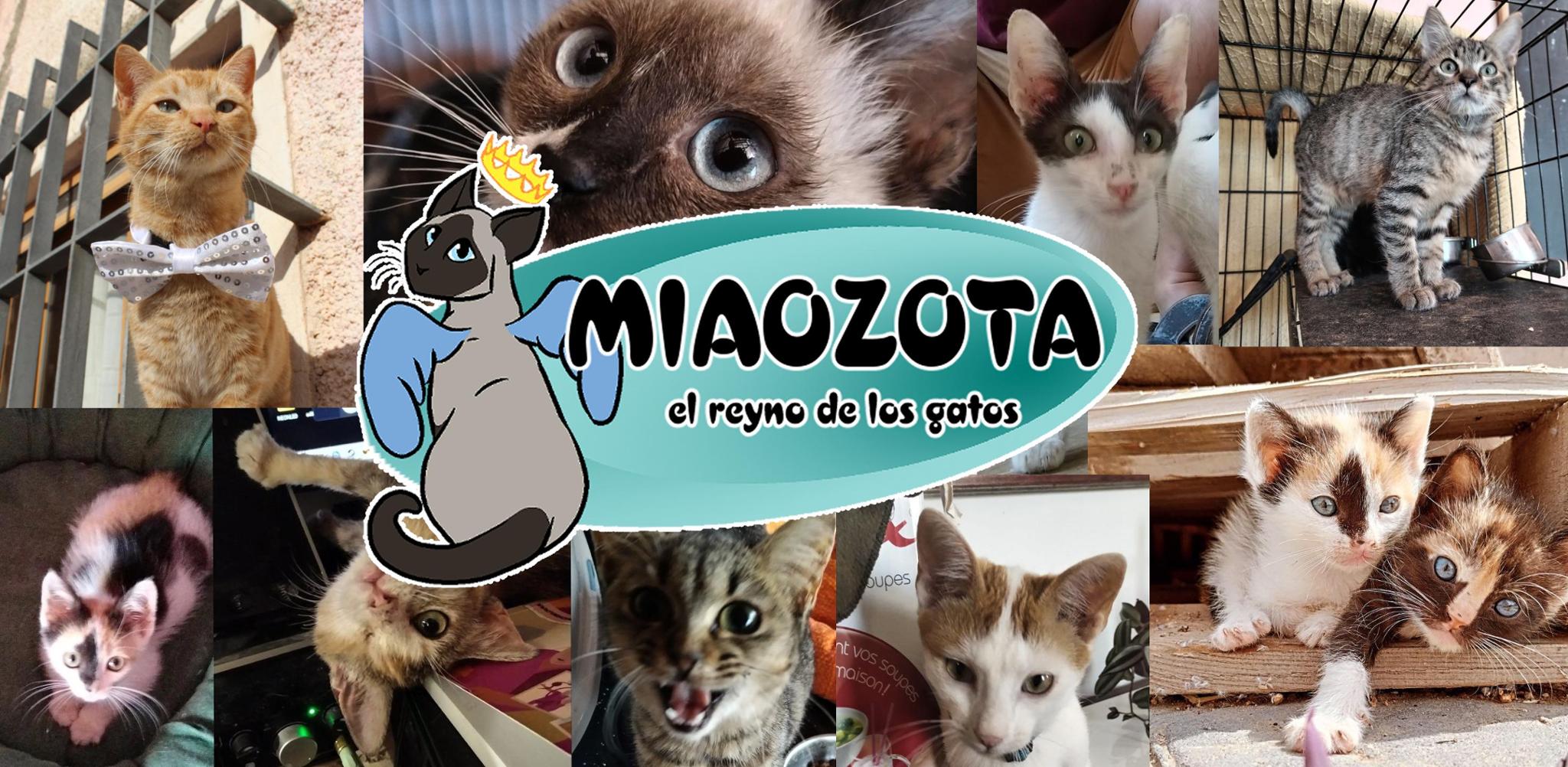 Recaudación mensual para comprar suministros para Miaozota