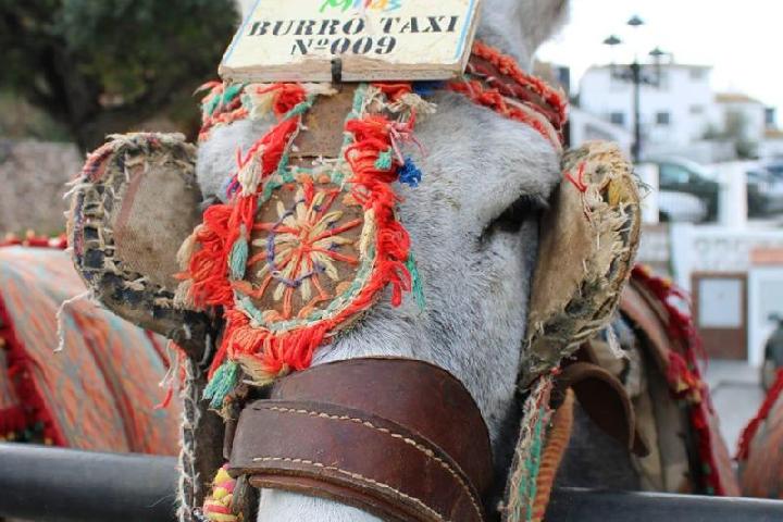 Mijas Pueblo Donkey Welfare Group