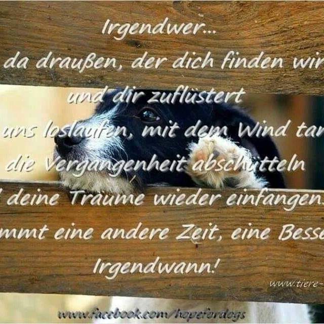 Verkauf zu Gunsten von A.C.E & Galgos en Familia