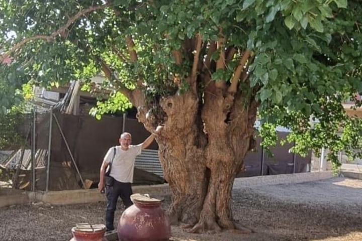 Mulberry tree of the small uncle 