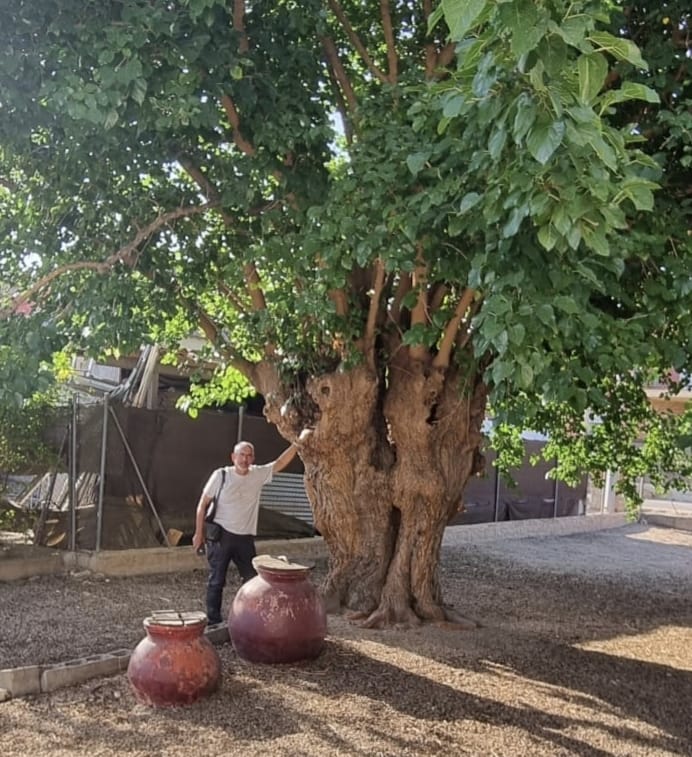 Mulberry tree of the small uncle 