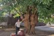 Mulberry tree of the small uncle 