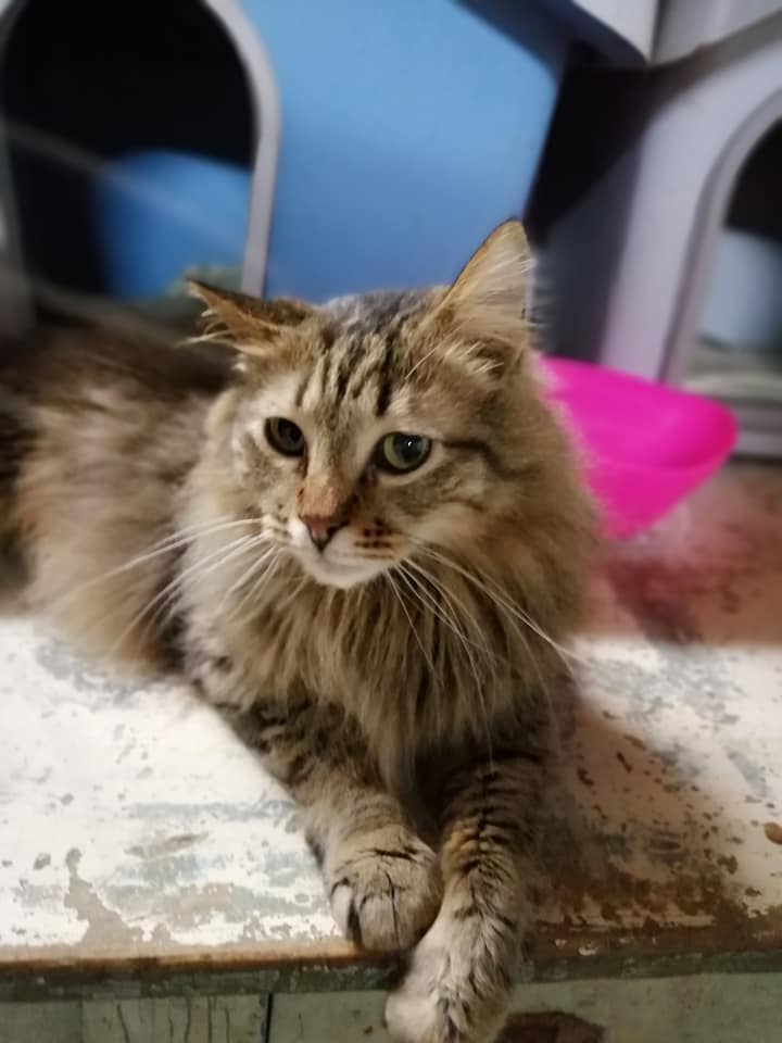 Il gattificio di Franca - Solarussa (OR)