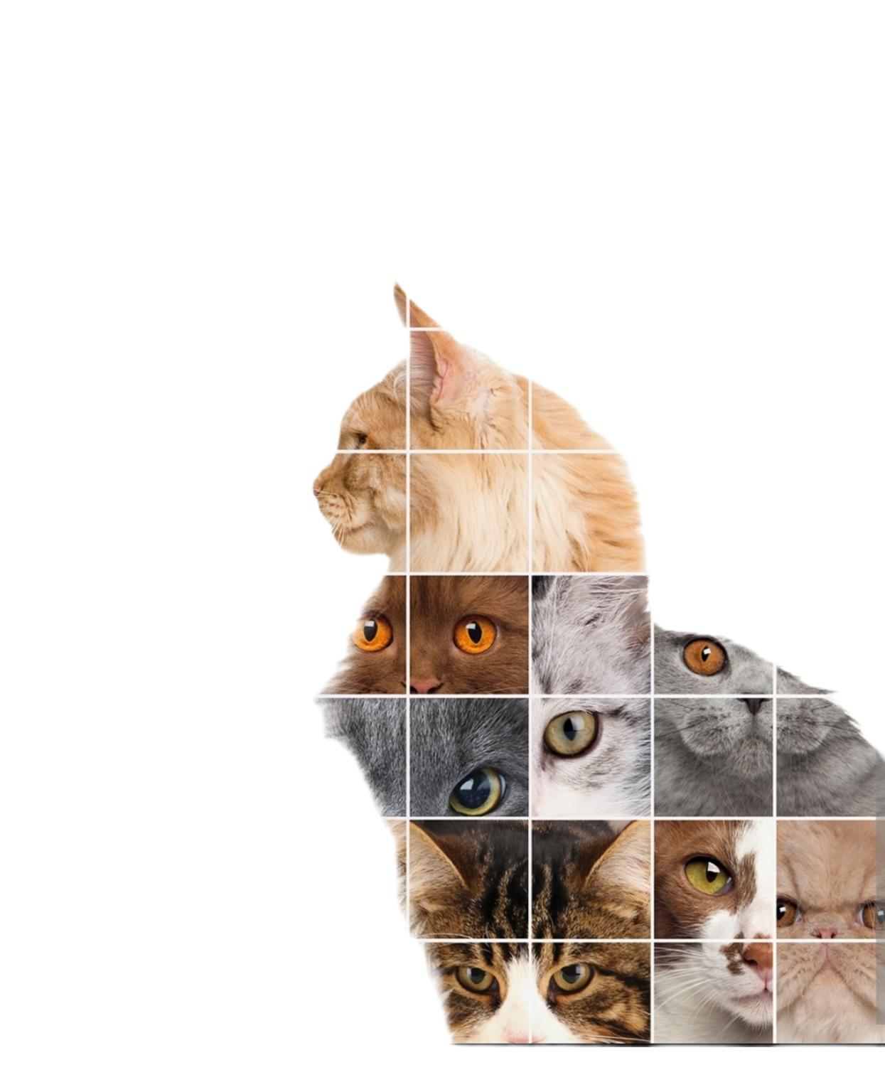 Veterinario patrulla Felina