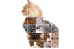 Veterinario patrulla Felina