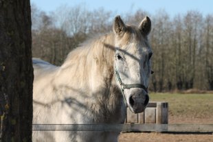 TOHL